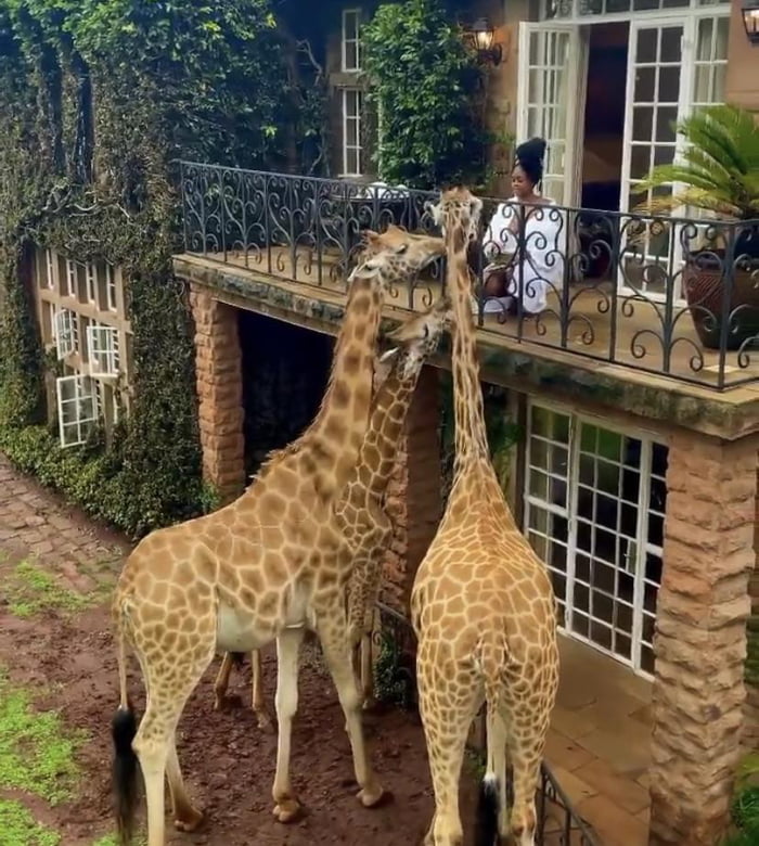 Kenya’s Luxury Safari Trip – Nov 15th -22nd, 2023